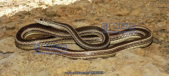 : Striped Whipsnake : Striped Whipsnake