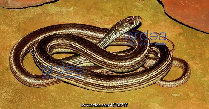 : Striped Whipsnake : Striped Whipsnake
