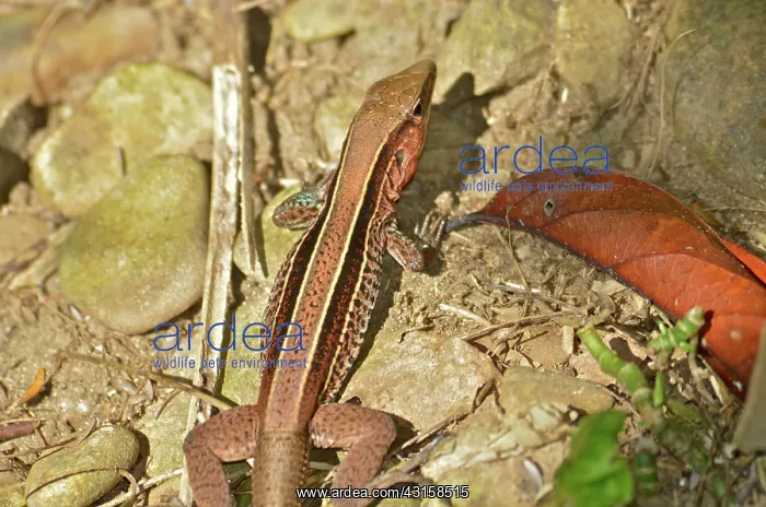 : Striped Whiptail Lizard or 4-lined Ameiva : Striped Whiptail Lizard or 4-lined Ameiva