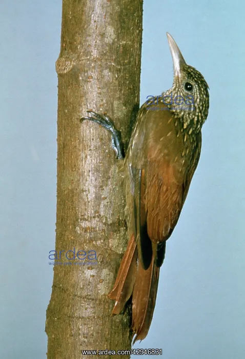 : Striped WOODCREEPER : Striped WOODCREEPER