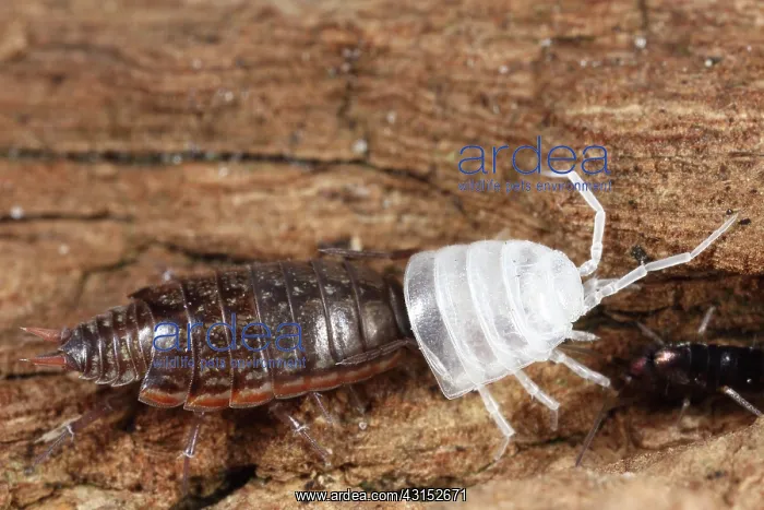 : Striped Woodlouse : Striped Woodlouse