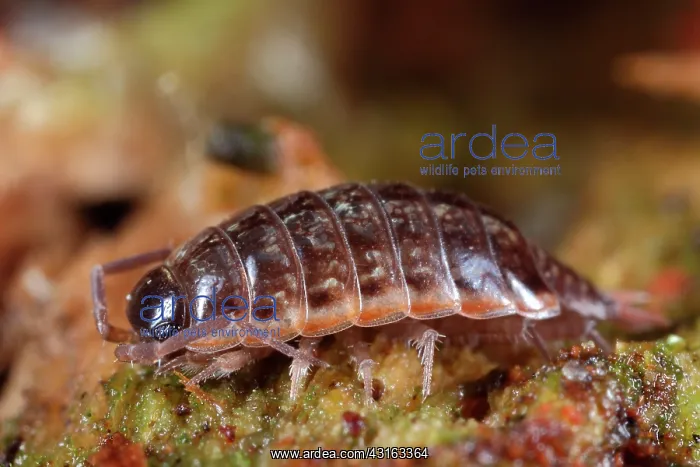 : Striped Woodlouse : Striped Woodlouse