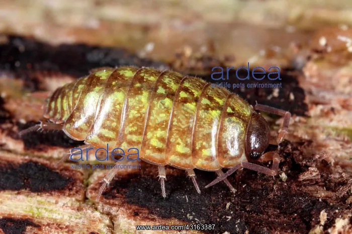 : Striped Woodlouse : Striped Woodlouse