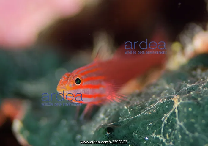 : Stripedhead Dwarfgoby : Stripedhead Dwarfgoby