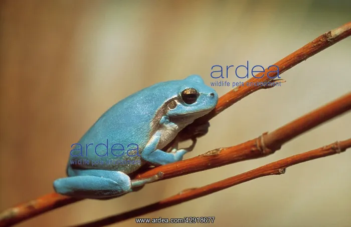 : Stripeless / Mediterranean TREEFROG : Stripeless / Mediterranean TREEFROG