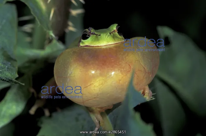 : Stripeless Tree Frog - calling with vocal sac inflated : Stripeless Tree Frog - calling with vocal sac inflated