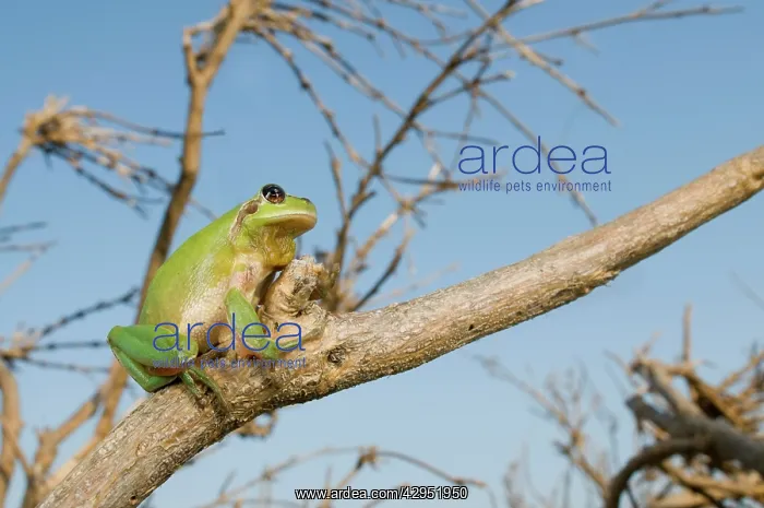 : Stripeless Tree Frog - in habitat : Stripeless Tree Frog - in habitat
