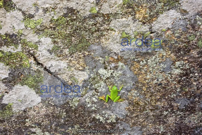  : Stripeless Tree Frog - on lichen-covered rock