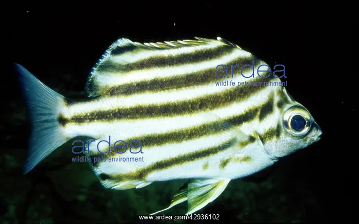: STRIPEY fish : STRIPEY fish
