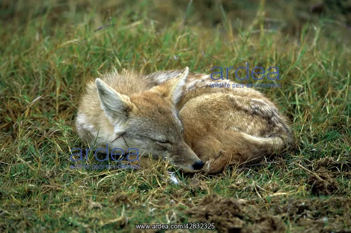 : Side Stripped Jackal : Side Stripped Jackal