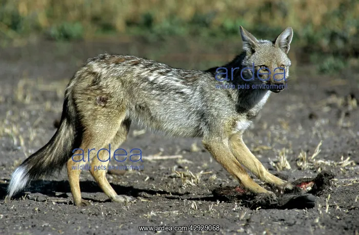 : Side Stripped Jackal - feeding : Side Stripped Jackal - feeding