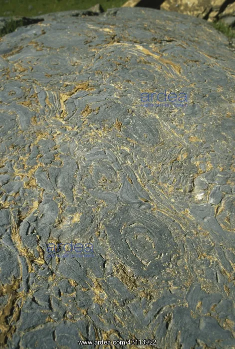 : Stromatolite Fossils : Stromatolite Fossils