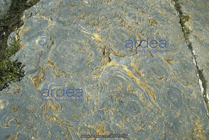 : Stromatolite Fossils : Stromatolite Fossils
