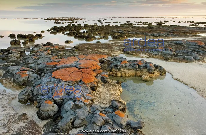 : Stromatolites : Stromatolites