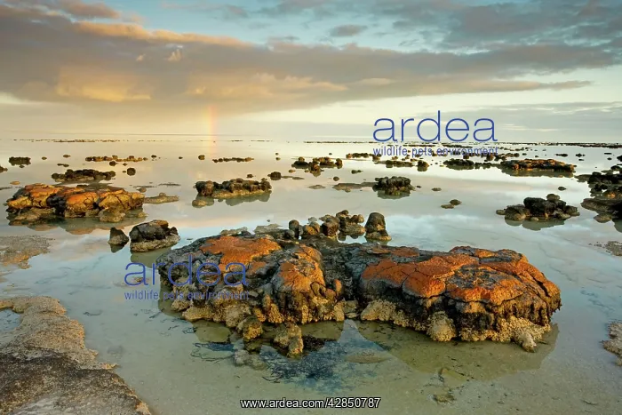 : Stromatolites : Stromatolites