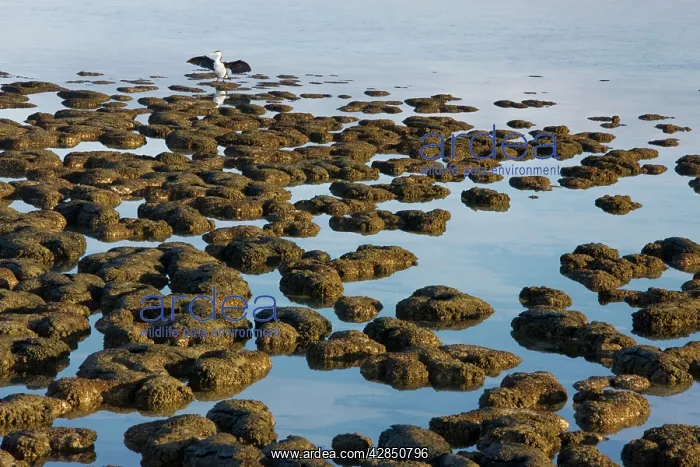: Stromatolites : Stromatolites