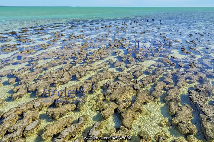 : Stromatolites at low tide - Hamelin Pool - Shark : Stromatolites at low tide - Hamelin Pool - Shark