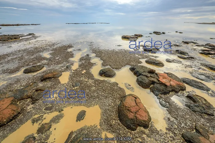 : Stromatolites at low tide - Hamelin Pool - Shark : Stromatolites at low tide - Hamelin Pool - Shark