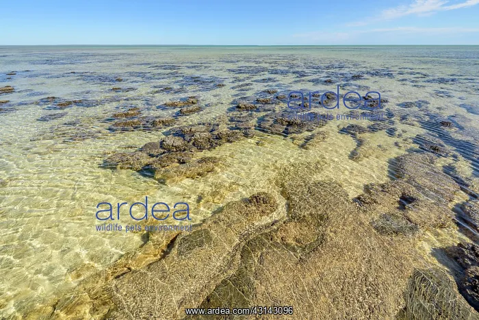 : Stromatolites at low tide - Hamelin Pool - Shark : Stromatolites at low tide - Hamelin Pool - Shark