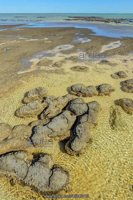 : Stromatolites at low tide - Hamelin Pool - Shark : Stromatolites at low tide - Hamelin Pool - Shark