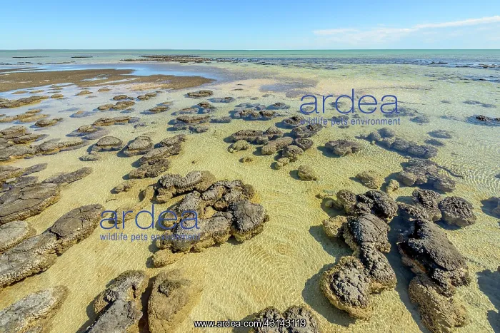 : Stromatolites at low tide - Hamelin Pool - Shark : Stromatolites at low tide - Hamelin Pool - Shark