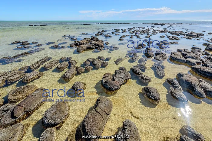 : Stromatolites at low tide - Hamelin Pool - Shark : Stromatolites at low tide - Hamelin Pool - Shark
