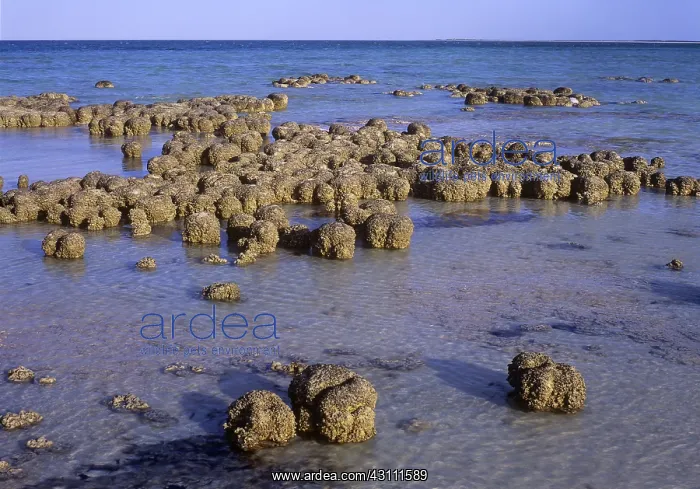 : Stromatolites in Shark Bay : Stromatolites in Shark Bay