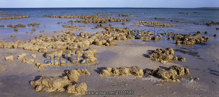 : Stromatolites in Shark Bay, Australia : Stromatolites in Shark Bay, Australia
