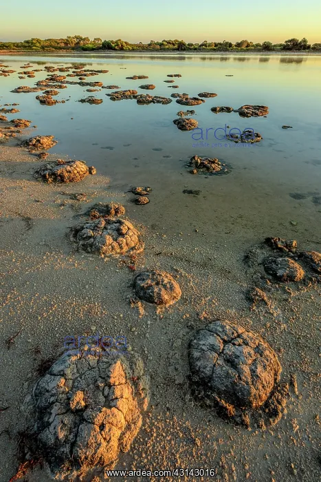 : Stromatolites - Thetis Lake - Western Australia : Stromatolites - Thetis Lake - Western Australia