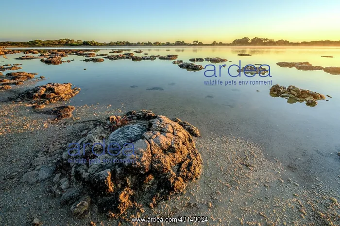 : Stromatolites - Thetis Lake - Western Australia : Stromatolites - Thetis Lake - Western Australia
