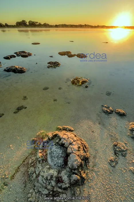 : Stromatolites - Thetis Lake - Western Australia : Stromatolites - Thetis Lake - Western Australia
