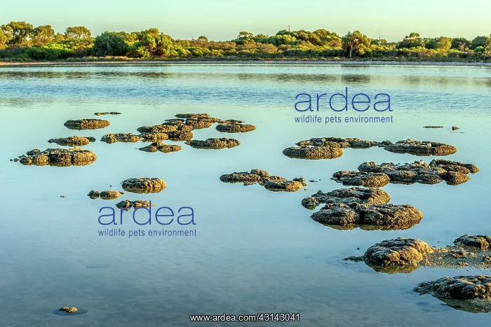  : Stromatolites - Thetis Lake - Western Australia