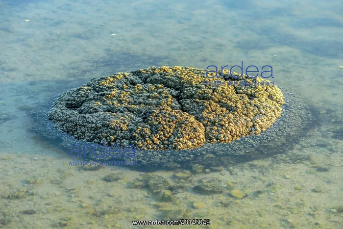 : Stromatolites - Thetis Lake - Western Australia : Stromatolites - Thetis Lake - Western Australia