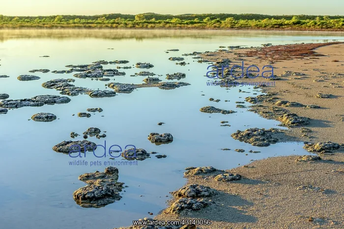 : Stromatolites - Thetis Lake - Western Australia : Stromatolites - Thetis Lake - Western Australia