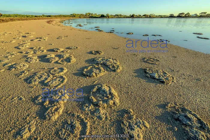 : Stromatolites - Thetis Lake - Western Australia : Stromatolites - Thetis Lake - Western Australia