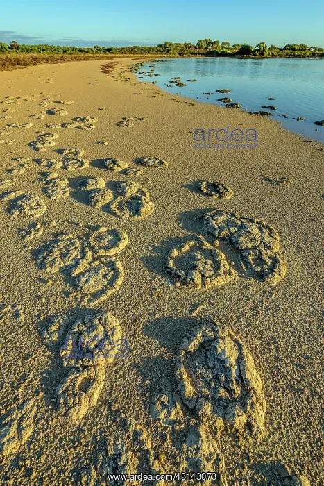 : Stromatolites - Thetis Lake - Western Australia : Stromatolites - Thetis Lake - Western Australia