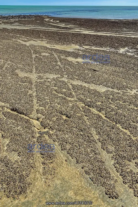 : Stromatolites with traces of wagon wheel 50 years : Stromatolites with traces of wagon wheel 50 years