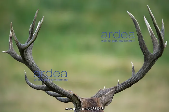 : Strong antlers of a red deer ( Cervus elaphus) Klamptenborg : Strong antlers of a red deer ( Cervus elaphus) Klamptenborg