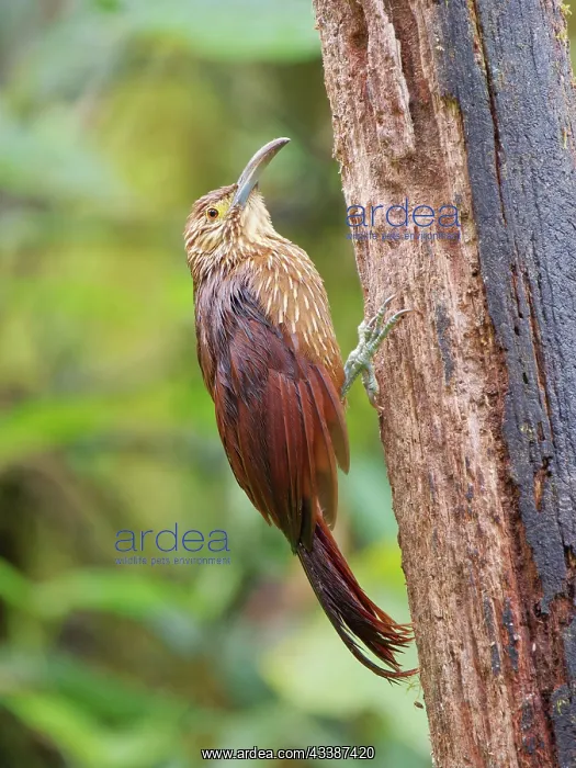 : Strong Billed Woodcreeper Xiphocolaptes promerop : Strong Billed Woodcreeper Xiphocolaptes promerop