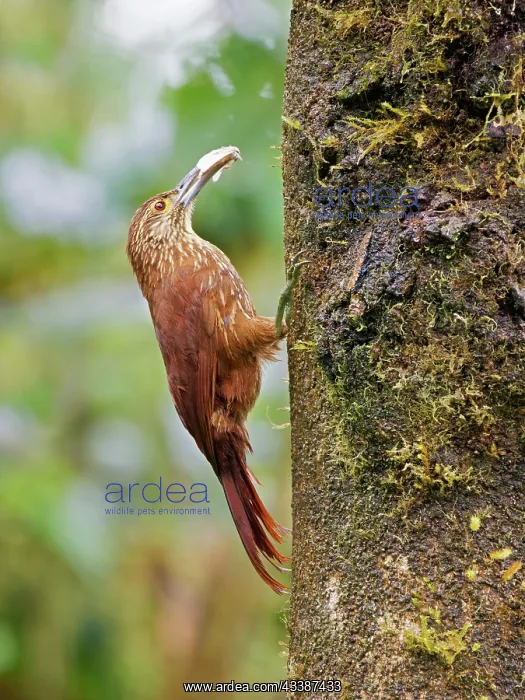 : Strong Billed Woodcreeper Xiphocolaptes promerop : Strong Billed Woodcreeper Xiphocolaptes promerop