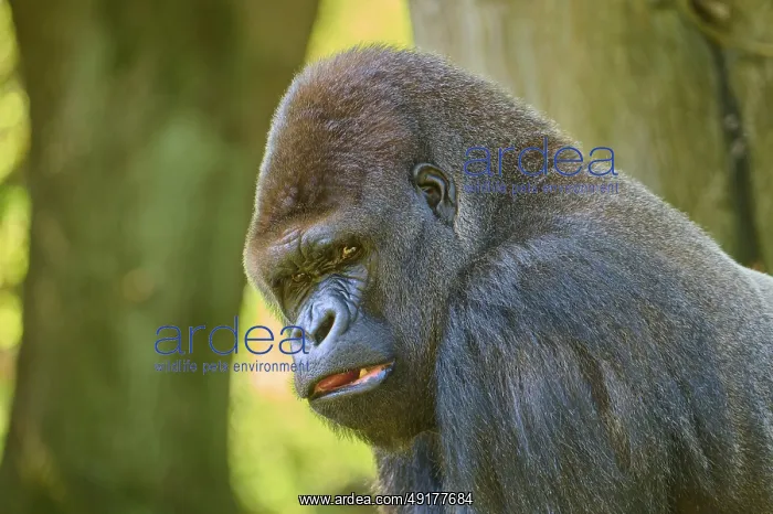 : A strong gorilla leans against a tree and looks intensely : A strong gorilla leans against a tree and looks intensely
