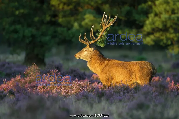 : Strong red deer ( Cervus elaphus) in flowering heath : Strong red deer ( Cervus elaphus) in flowering heath