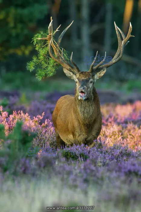: Strong red deer ( Cervus elaphus) in flowering heath : Strong red deer ( Cervus elaphus) in flowering heath