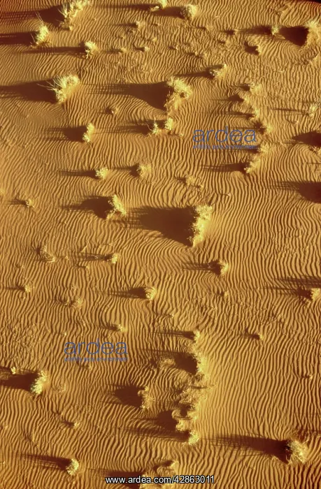 : Structural forms and Bushman grass (Stipagrostis : Structural forms and Bushman grass (Stipagrostis