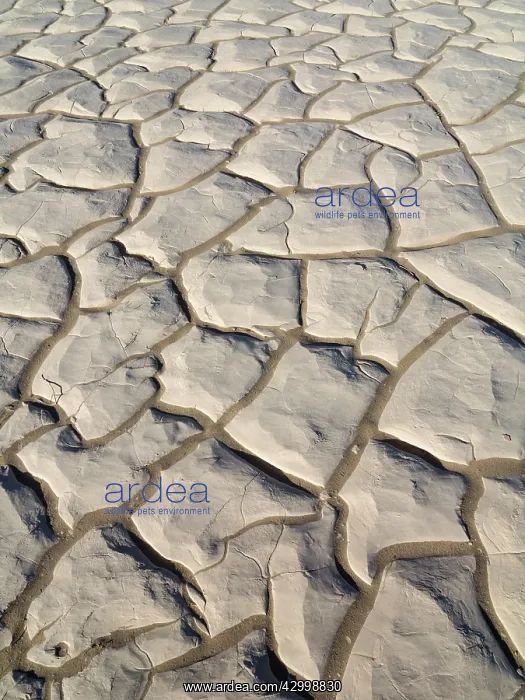 : Structural forms at a dry pan in the Mesquite Flat : Structural forms at a dry pan in the Mesquite Flat