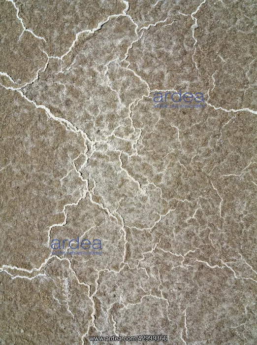: Structural forms of salt deposits at salt marshes : Structural forms of salt deposits at salt marshes