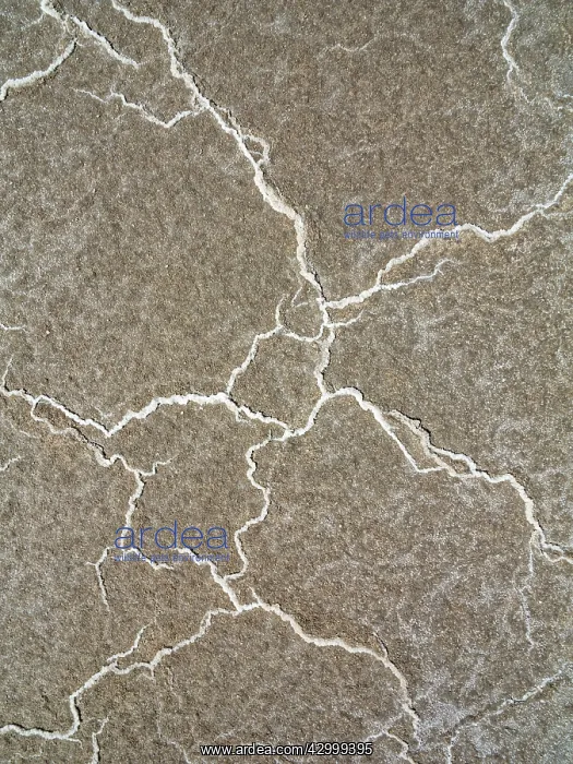 : Structural forms of salt deposits at salt marshes : Structural forms of salt deposits at salt marshes