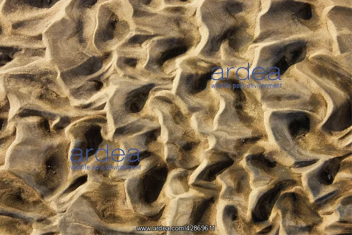 : Structural forms in the sand of a dry riverbed : Structural forms in the sand of a dry riverbed
