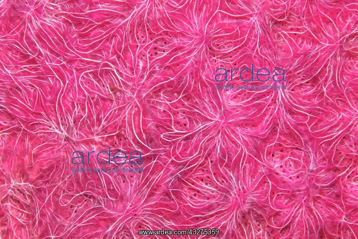 : Structure, detail, indeterminate siliceous sponge : Structure, detail, indeterminate siliceous sponge