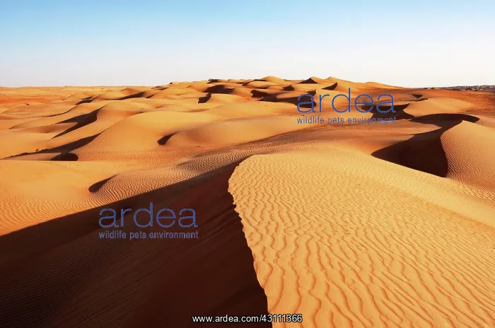 : Structure in sand, sand dunes, desert Rimal al Wahiba : Structure in sand, sand dunes, desert Rimal al Wahiba